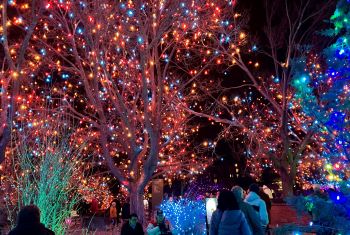 2024 Light Up Hope